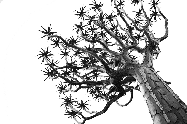 AS182 Wall décor art photographic on canvas botanical quiver tree balck & white
